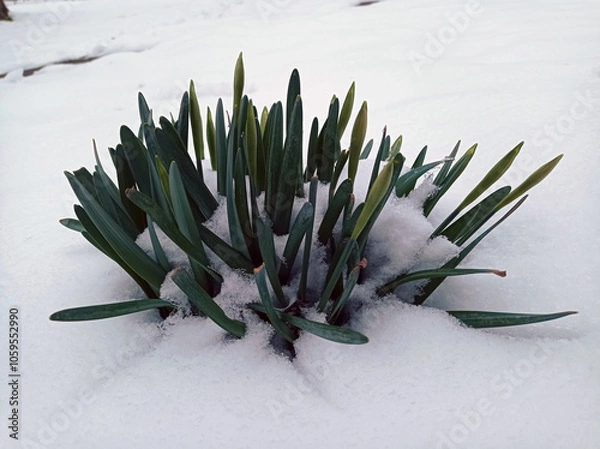 Fototapeta Close up of a purple hyacinth in the snow.Spring background . Purple hyacinth flower in the snow close up