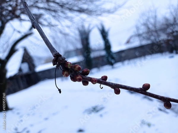 Fototapeta Small leaves in burgeons are growing on thin cherry twig . In winter, cherry shoots against the background of snow . Thin twig of cherry bush in fruit farm.