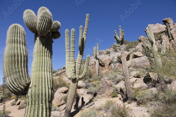 Obraz Gigantyczny ciernisty kaktus Saguaro na pustyni Sonora w południowo-zachodnich Stanach Zjednoczonych