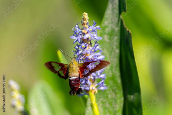Fototapeta hummingbird moth
