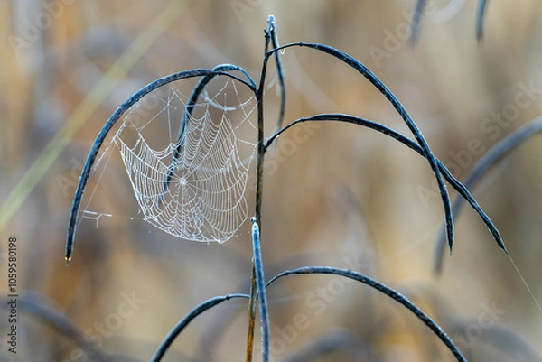 Fototapeta Dewdrop Spiderweb