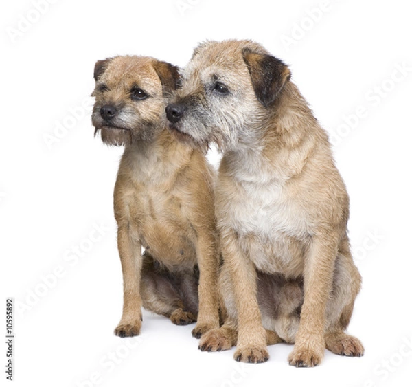 Fototapeta Border terrier