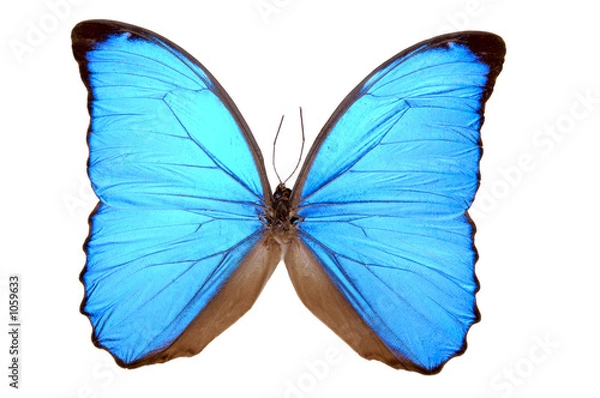 Obraz iridescent blue butterfly (morpho menelaus)