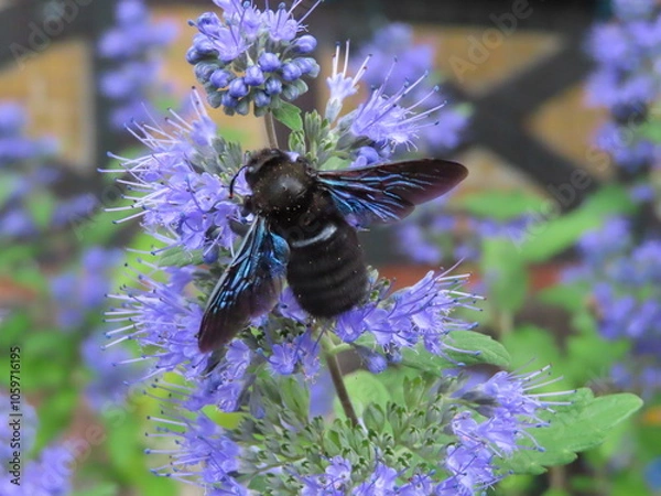 Obraz beautiful blue bee on levander
