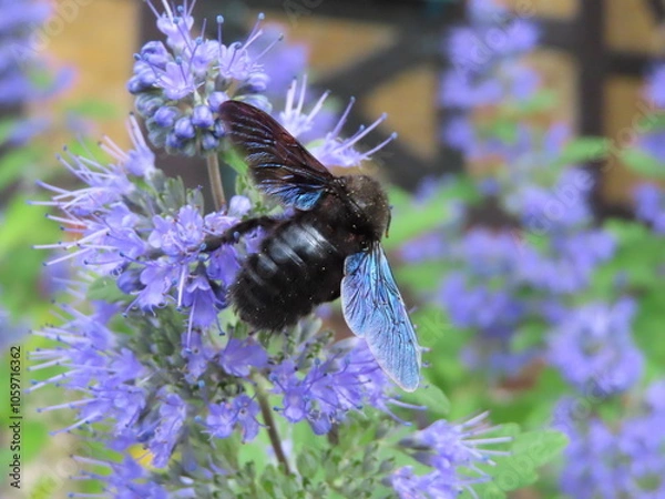 Obraz beautiful blue bee on levander