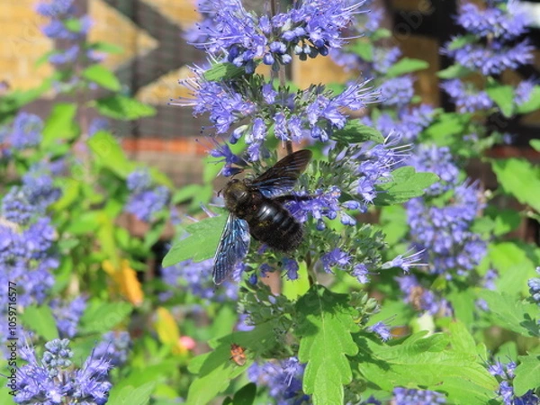 Obraz beautiful blue bee on levander