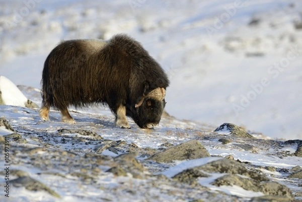 Obraz Winter Musk Ox