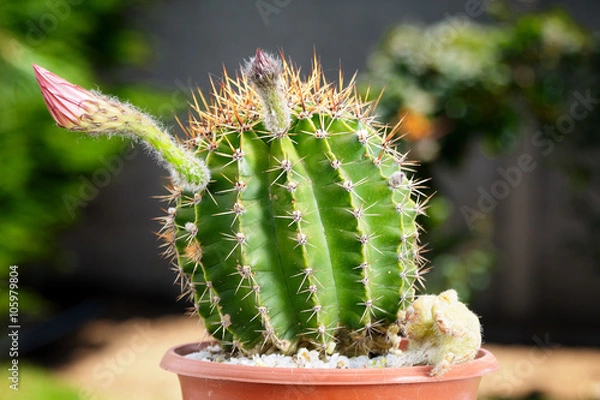 Obraz cactus about to bloom