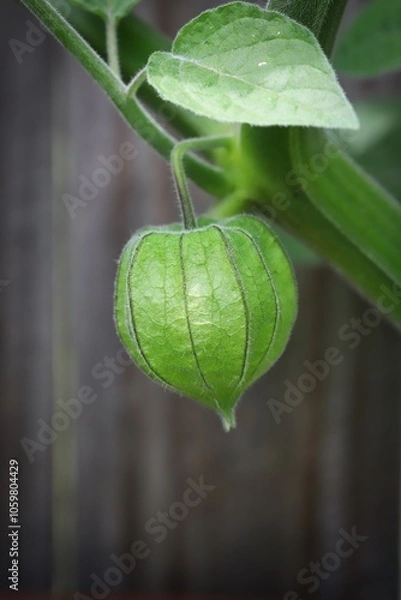 Fototapeta A close up shot of a young Cape Gooseberry fruit in natural light.
