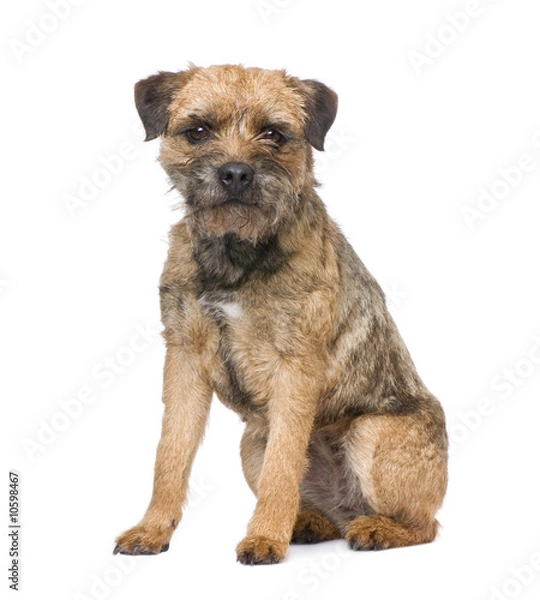 Fototapeta Border terrier