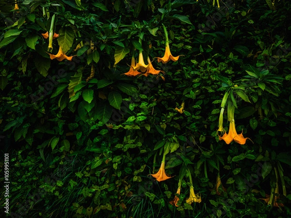 Obraz des fleurs appelées tropette des anges issues du datura tres toxique