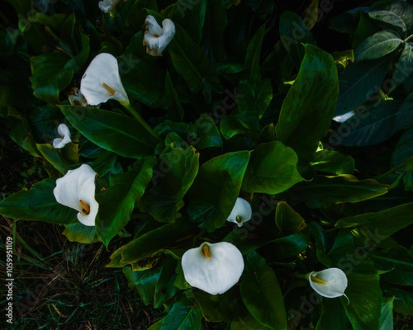Obraz Un massif de fleurs arums blanches sauvage dans une foret tropicale