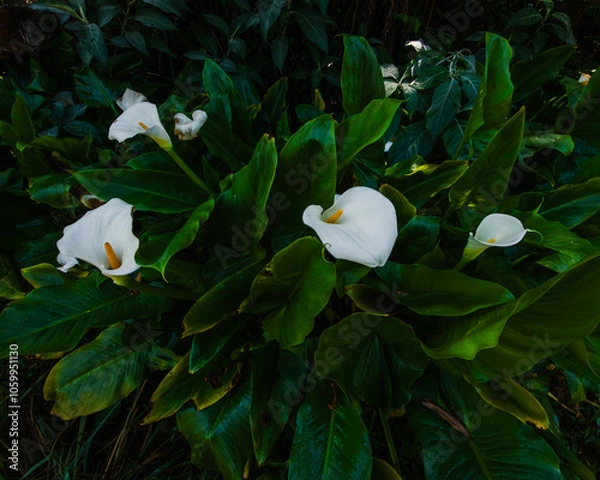 Fototapeta Un massif de fleurs arums blanches sauvage dans une foret tropicale
