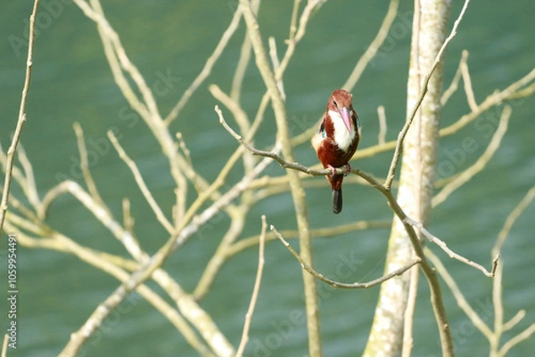 Obraz bird on a branch