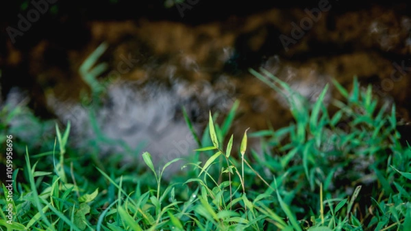 Obraz grass and water