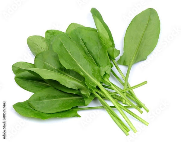 Fototapeta Sorrel isolated