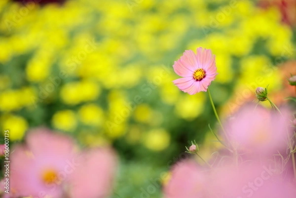 Obraz サーモンピンクのコスモス