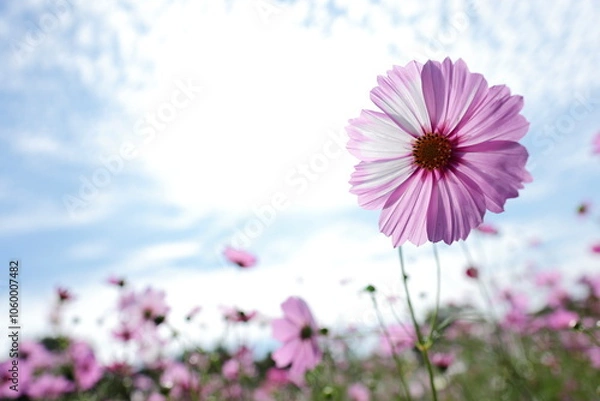 Obraz 青空とピンクのコスモス