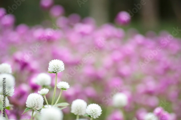 Obraz 白いセンニチコウ