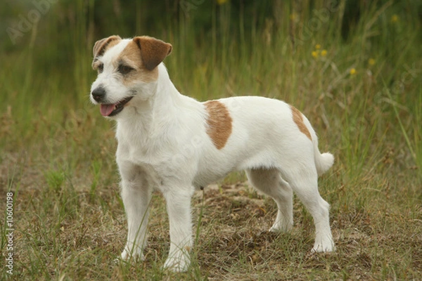 Obraz chiot jack russell terrier de profil et attentif
