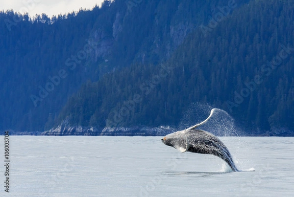 Fototapeta Hampback Whale breaching..