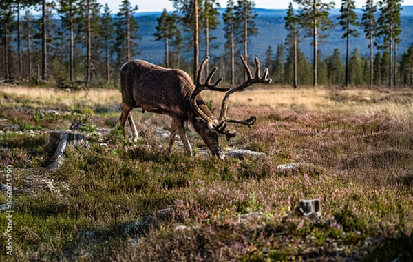 Fototapeta A bull mountain reindeer foraging on the forest floor amidst the woodland of Idre, Dalarna, Sweden, showcasing the beauty of the boreal forest in summer.