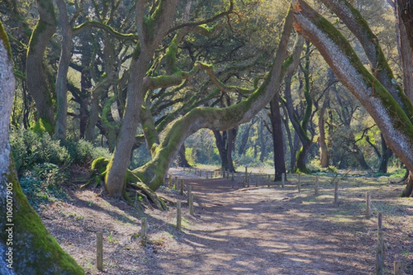Obraz Bois de la Chaize à Noirmoutier