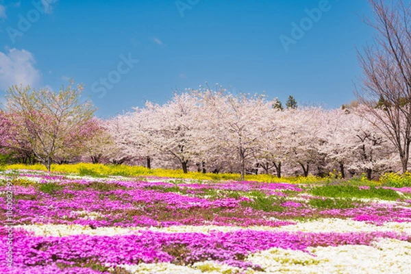 Obraz 群馬県の赤城千本桜、青い空と芝桜と桜