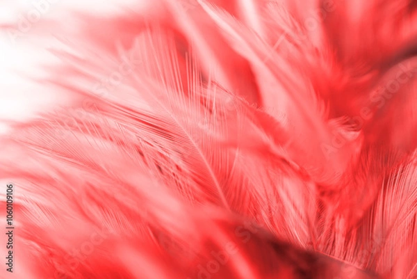 Fototapeta Chickens feather texture abstract for background, soft color and blur style