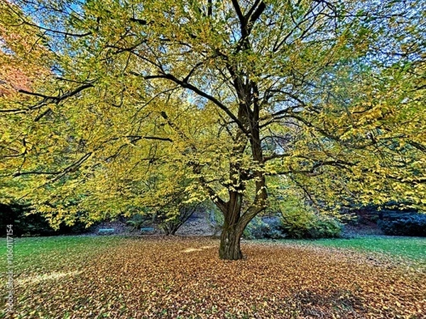 Fototapeta A large tree with yellow autumn leaves