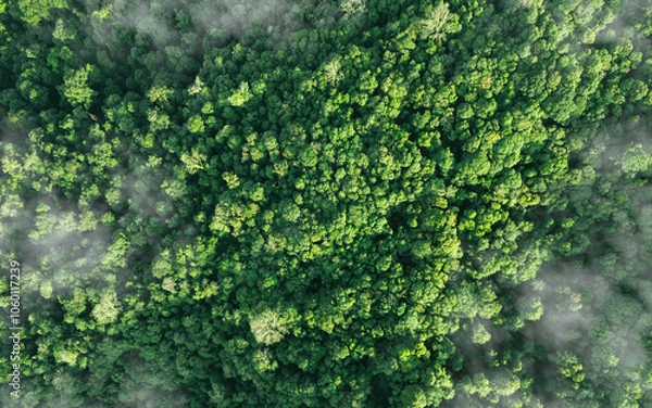 Obraz Aerial top view of green trees in forest. Green tree nature background for carbon neutrality and net zero emissions concept. Drone view of green tree captures CO2 to Sustainable green environment.