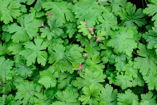 Fototapeta Many vivid green Pelargonium leaves (commonly known as geraniums, pelargoniums or storksbills) and fresh green leaves in small pots in a garden in a sunny spring day, multicolor natural texture.
