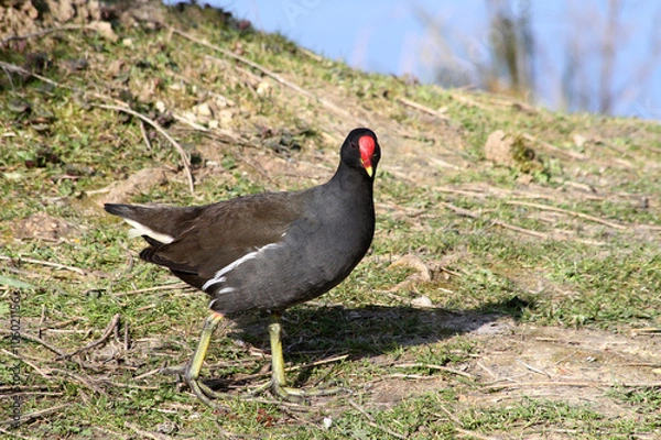 Obraz poule d'eau 22032016
