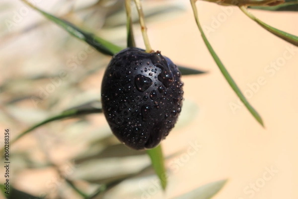 Obraz branch with an olive 