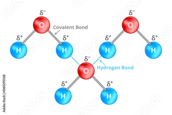 Obraz Vector chemical illustration of hydrogen bond or H-bond on water molecule. Dipol-dipol force of attraction, interaction between a hydrogen atom and atoms with high electronegativity such as oxygen.