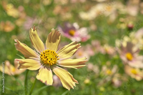 Fototapeta コスモス