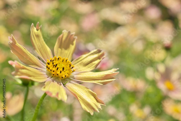 Fototapeta コスモス, 秋, 