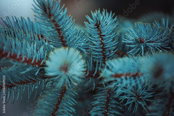 Fototapeta blue spruce