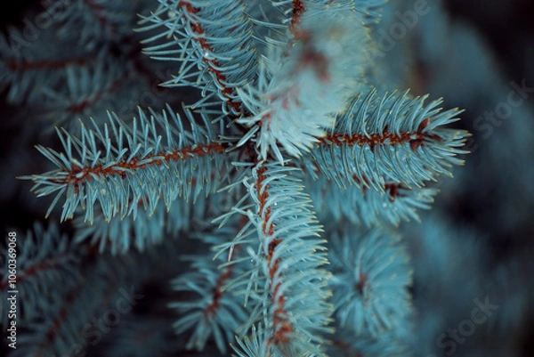 Obraz blue spruce