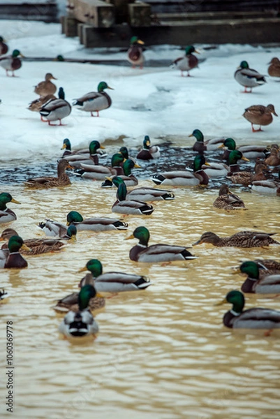 Fototapeta ducks on ice