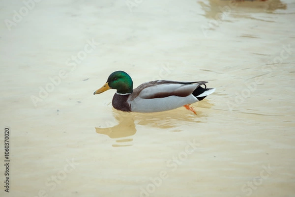 Obraz ducks on ice