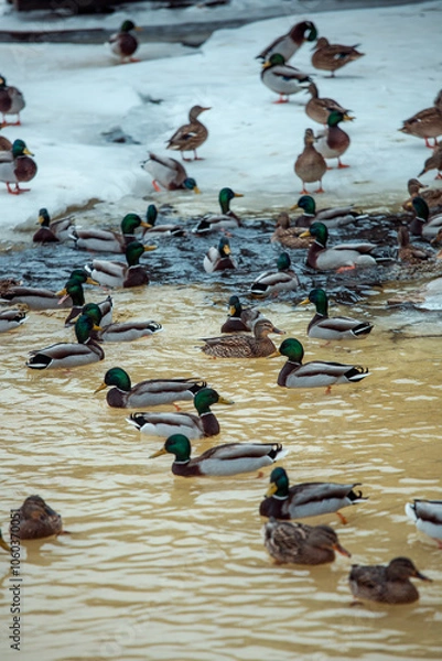 Fototapeta ducks on ice