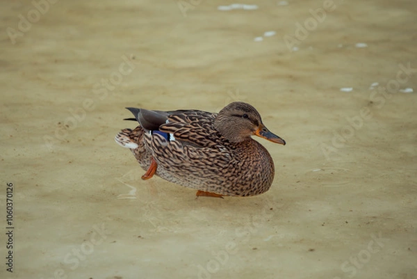 Fototapeta ducks on ice