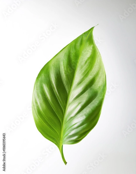 Fototapeta Pothos Leaf floating or flying isolated white background
