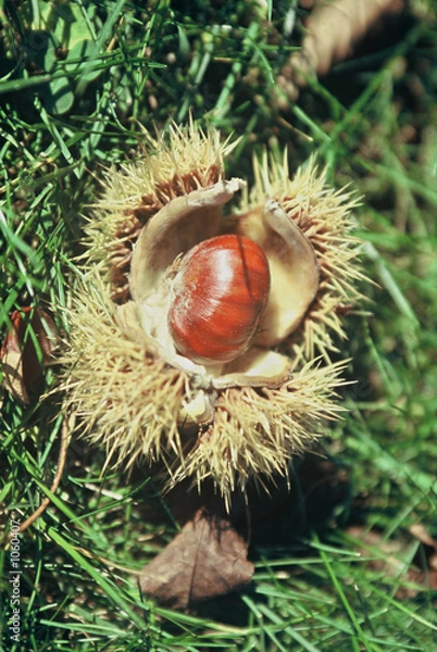 Fototapeta chataigne