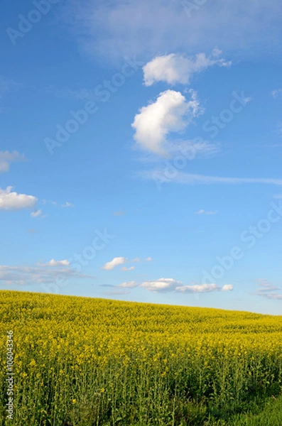 Fototapeta Spring landscape with rape field and interesting pattern of clou