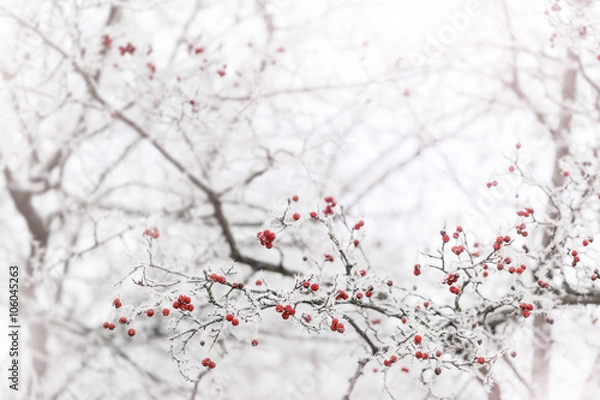 Fototapeta Frosted berries in the park