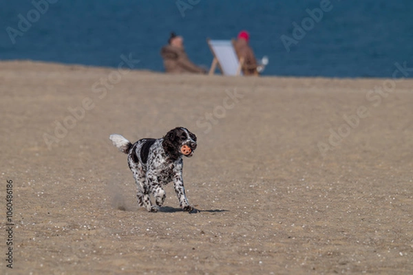 Obraz Springer spaniel angielski