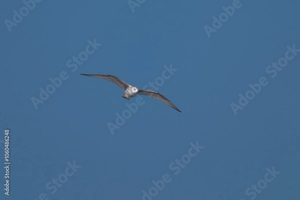 Fototapeta Mewa srebrzysta młoda (European herring gull, Larus argentatus)