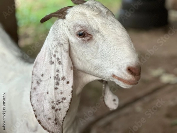 Obraz A beautiful goat